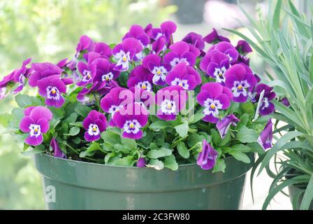 Pansies de fleurs violettes pour une fleur de pansy colorée Banque D'Images