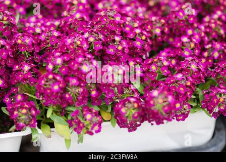 Fleurs d'Alyssum. Alyssum aux couleurs douces. Alyssum sur une table en bois, dans un plateau noir Banque D'Images