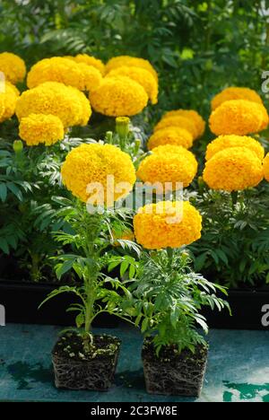 Marigolds (Tagetes erecta, marigold mexicain), marigold plante en pot avec racines et plateau noir Banque D'Images