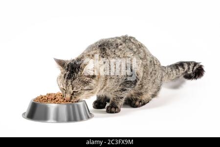 chat gris mongrel avec un bol de nourriture sèche Banque D'Images