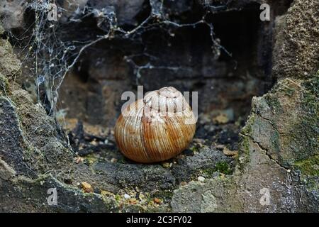 Vue rapprochée d'une coquille d'escargot Banque D'Images