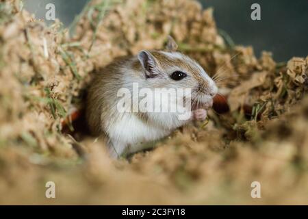 Gerbilles mongoles (Meriones), animal de compagnie Banque D'Images