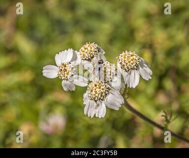 Flèche jaune noire « Achillea atrata » Banque D'Images