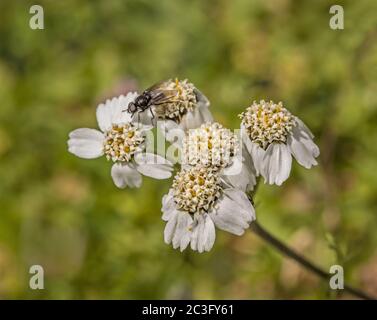 Flèche jaune noire « Achillea atrata » Banque D'Images