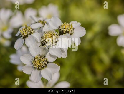 Flèche jaune noire « Achillea atrata » Banque D'Images