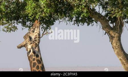 gros plan d'une girafe en utilisant sa langue pour se nourrir dans la réserve de jeu de masai mara Banque D'Images