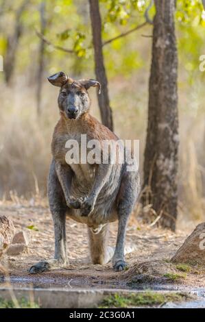 Le vieux guerrier, homme, les oreilles de Wallaroo noires se penchent avec le poids du temps et de nombreuses tiques étanchent sa soif dans un trou d'eau de l'Outback en Australie. Banque D'Images