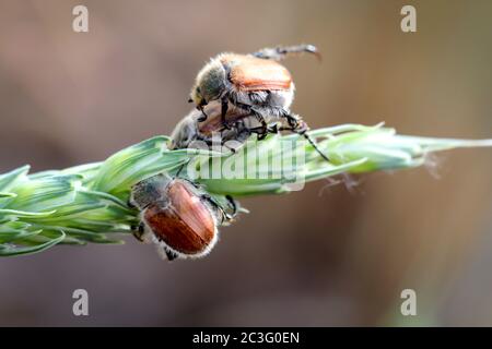 Les coléoptères de jardin sur une plante de céréales lors de l'accouplement. Banque D'Images