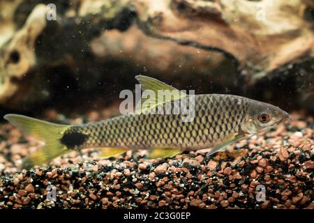 Un portrait, un gros plan d'un râpe d'algues dans l'aquarium. Banque D'Images