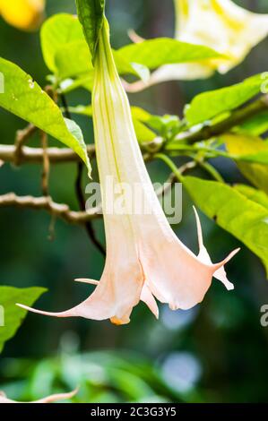 Anemopaegma est un genre de plantes à fleurs de la famille des Bignoniaceae Banque D'Images