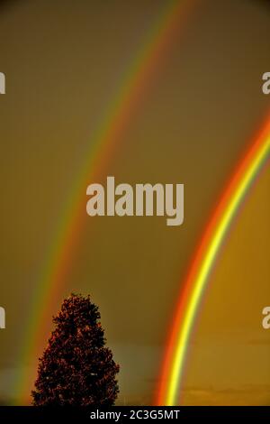 arc-en-ciel sur un sapin, allemagne Banque D'Images