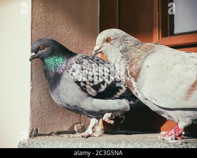 Les pigeons avec pattes blessées sont assis sur le seuil de la fenêtre Banque D'Images