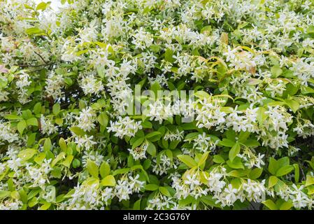 Fleurs jasmin. Trachelospermum jasminoides avec fleurs blanches Banque D'Images