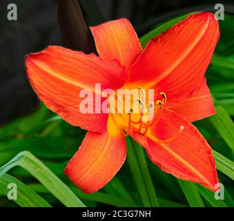 Fleur de daylis orange (hemerocallis stafford). Banque D'Images