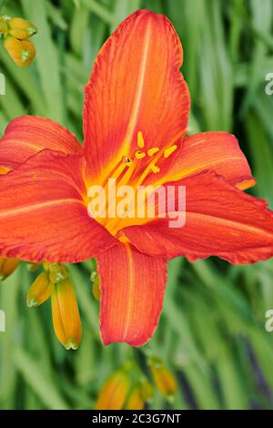 Fleur de daylis orange (hemerocallis stafford). Banque D'Images