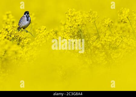 Le commun Reed Bunting mâle sur son poste de chant / Emberiza schoeniclus Banque D'Images