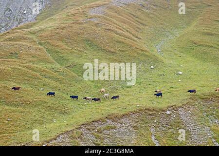 Paysage panoramique de la montagne du Caucase en Géorgie avec un troupeau de vaches sur le versant Banque D'Images