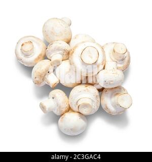 Champignon Banque D'Images