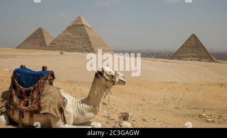 Close up d'un chameau et les pyramides de Gizeh au Caire, Egypte Banque D'Images