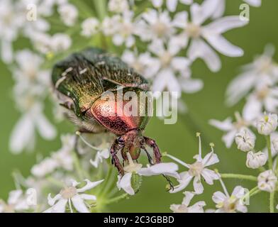 Chaserer de rose vert 'Cetonia aurata' Banque D'Images