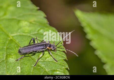 Cantharides 'Cantharis paradoxa ou obscura' Banque D'Images