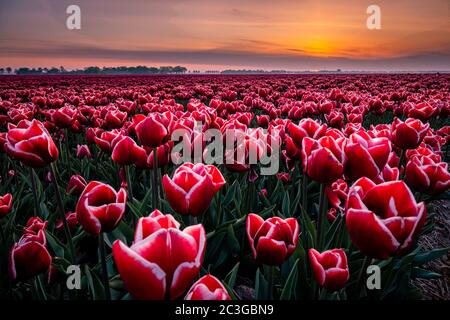 Champs de tulipes aux Pays-Bas avec sur le fond du parc de moulin à vent dans l'océan Pays-Bas, tulipes néerlandaises colorées Banque D'Images