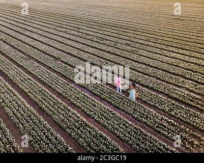 Champ de fleurs de tulipe au coucher du soleil crépuscule aux pays-Bas Noordoosstpolder Europe, heureux jeune couple hommes et femme avec des pos de robe Banque D'Images