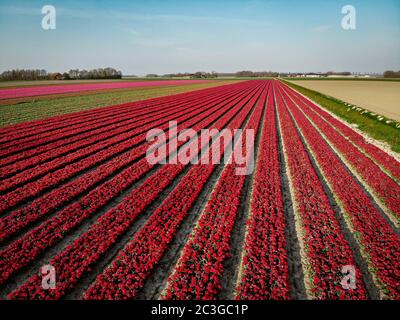 Drone vue aérienne sur les champs de tulipes à Noordoosstpolder Pays-Bas Banque D'Images