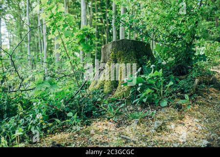 Vieux bois de souche surcultivé avec de la mousse verte fraîche dans les bois. Forêt, écologie et bois. Banque D'Images