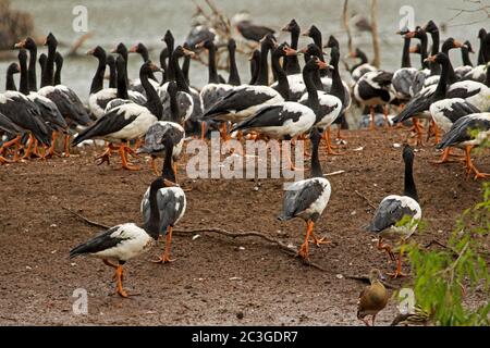 Grand troupeau d'oies magpie, Anseranas semipalmata, au bord de l'eau du lac dans le Queensland, en Australie Banque D'Images