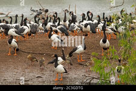 Grand troupeau d'oies magpie, Anseranas semipalmata, au bord de l'eau du lac dans le Queensland, en Australie Banque D'Images