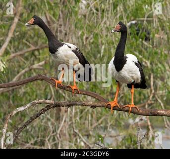 Deux oies magpie, Anseranas semipalmata, perchées sur une branche d'arbre avec un fond de feuillage vert, dans le Queensland Australie Banque D'Images