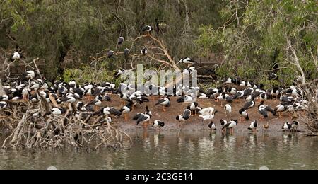Grand troupeau d'oies magouies, Anseranas semipalmata, sur une île forestière à côté de l'eau du lac dans le Queensland, en Australie Banque D'Images