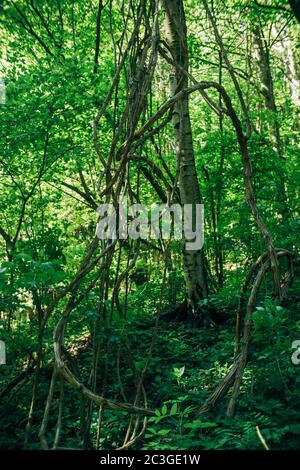 Arbre géant mystique racines dans la forêt verte profonde Banque D'Images