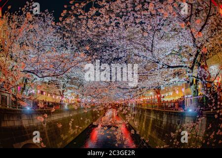 Cerisiers en fleur de la rivière Meguro Banque D'Images