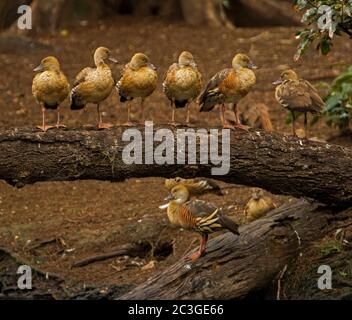 Groupe de magnifiques canards sifflants en plumage, Dendrocygna eytoni, perchés dans une rangée sur une bûche en Australie Banque D'Images