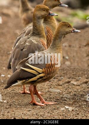 Petit groupe de magnifiques canards sifflants en plumage, Dendrocygna eytoni, en Australie Banque D'Images