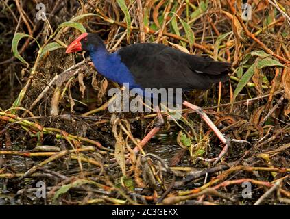 Marécages violets, Porphyrio porphyrio, qui se délabourant dans la végétation au bord du lac dans les parcs urbains en Australie Banque D'Images