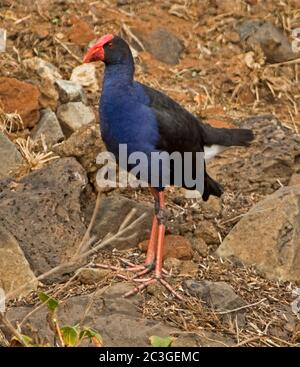 Magnifique marécages pourpres, Porphyrio porphyrio, debout, alerte, parmi les rochers au bord du lac dans les parcs urbains en Australie Banque D'Images