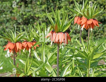 Couronne impériale à fleurs, Fritilaria impérialis, dans le jardin Banque D'Images