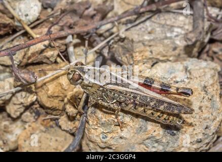 Acridie italien 'Callipamus italicus' Banque D'Images