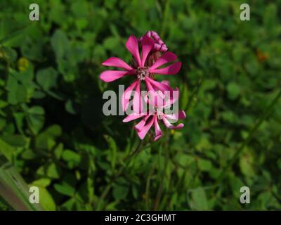 Mise au point sélective de deux fleurs de Pirouette rose avec flou verdure en arrière-plan Banque D'Images