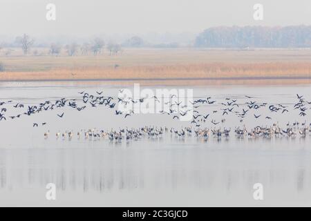 Oiseau de grue commune dans l'Hortobagy, Hongrie Banque D'Images