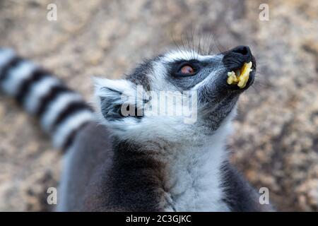 Le lemur à queue de cerelle sur une grande roche de pierre mange une banane Banque D'Images