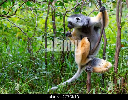 On a diademed sifaka dans son environnement naturel dans la forêt tropicale de l'île de Madagascar Banque D'Images