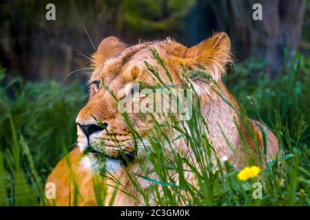 Lion fait froid dans la savane ensoleillée Banque D'Images