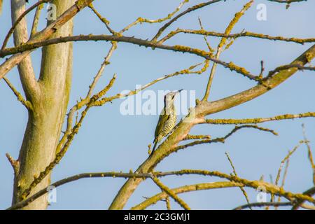 Pic vert sur la branche d'un arbre Banque D'Images