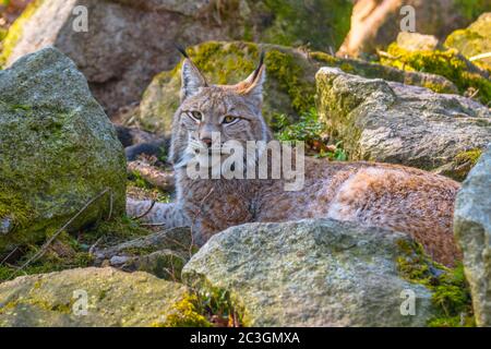 mignon jeune lynx dans la forêt sauvage colorée Banque D'Images