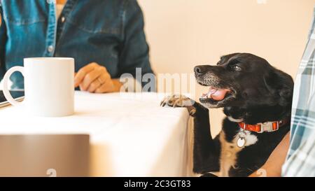 Un petit chien qui demande quelque chose à la table pendant que les propriétaires ont le petit déjeuner le matin. Image rognée, mise au point sur chien Banque D'Images