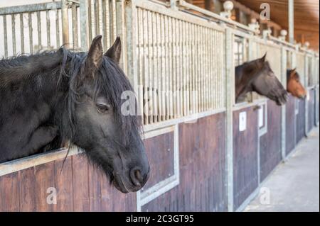 Élevage de chevaux dans des écuries dans une écurie de chevaux Banque D'Images